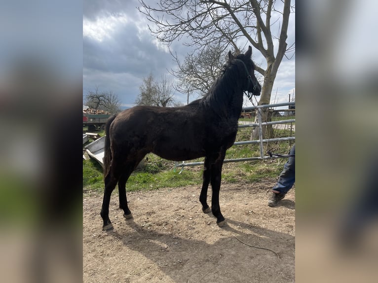 Knabstrup Mix Stallion Foal (01/2026)  in Borgentreich