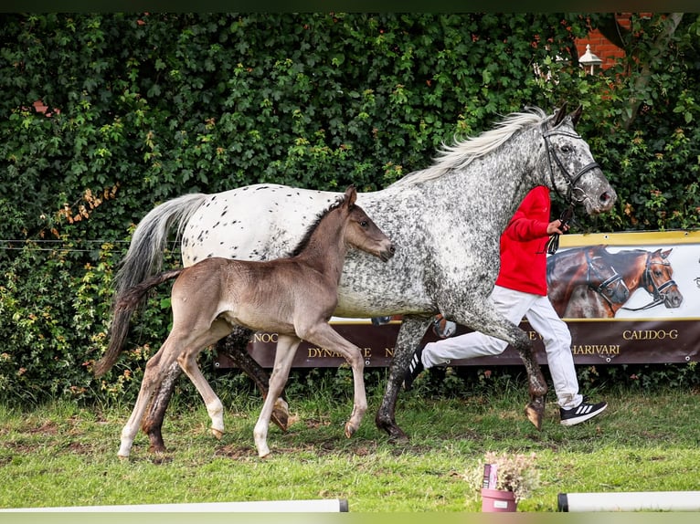 Knabstrup Stallion Foal (05/2025) Leopard-Piebald in Bad Zwischenahn