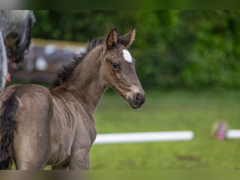Knabstrup Stallion Foal (05/2025) Leopard-Piebald in Bad Zwischenahn