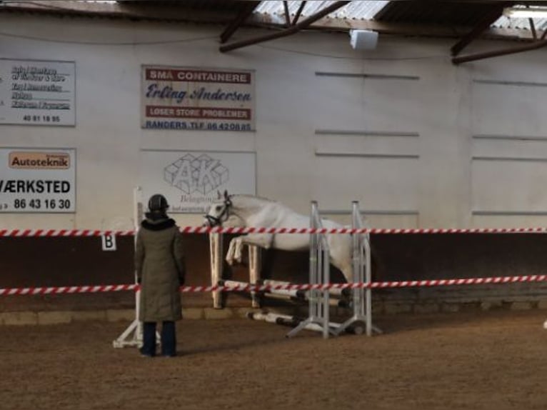 Knabstrup Stallion Leopard-Piebald in Bindslev