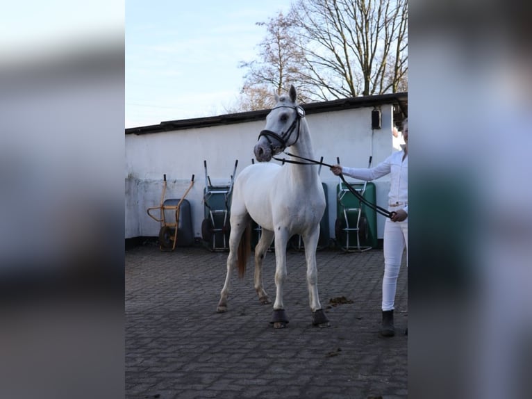 Knabstrup Stallion Leopard-Piebald in Bindslev