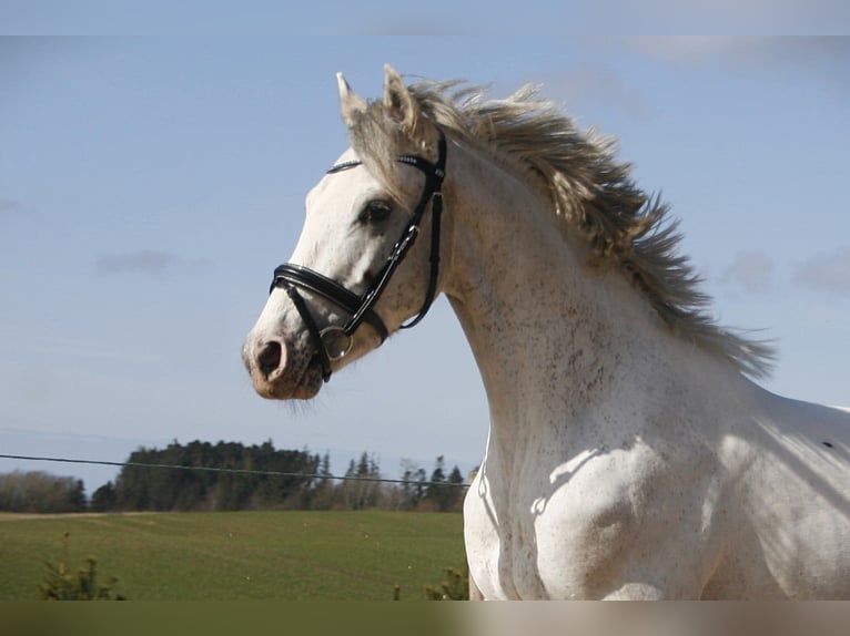 Knabstrup Stallion Leopard-Piebald in Bindslev