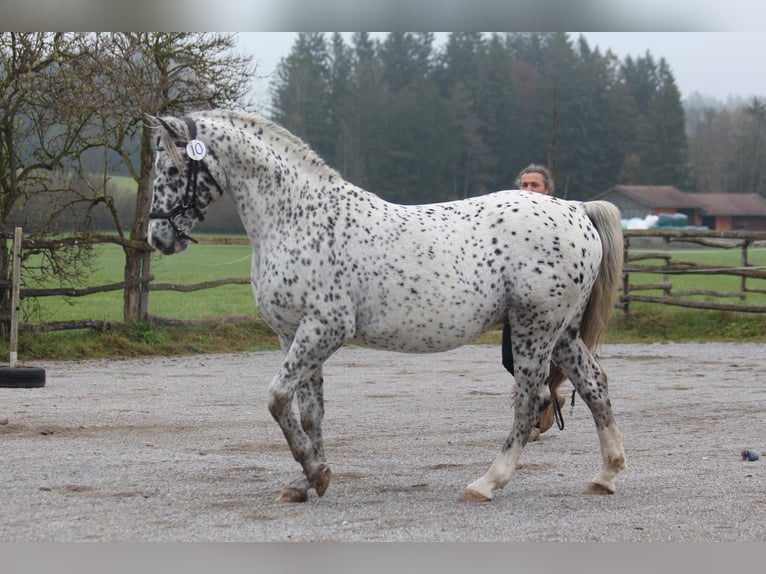 Knabstrup Stallion Leopard-Piebald in Roßhaupten