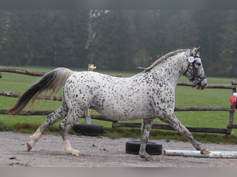 Knabstrup Stallion Leopard-Piebald in Roßhaupten