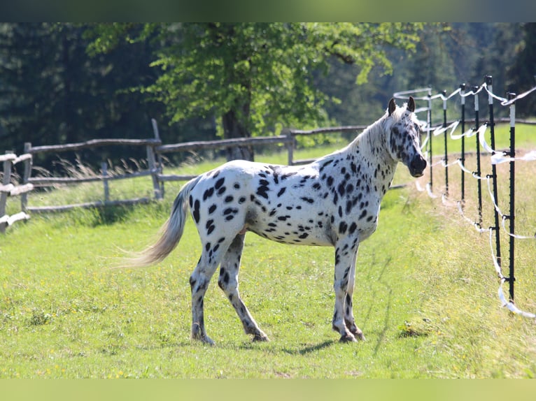 Knabstrup Stallion Leopard-Piebald in Roßhaupten