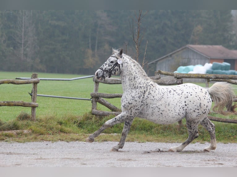 Knabstrup Stallion Leopard-Piebald in Roßhaupten