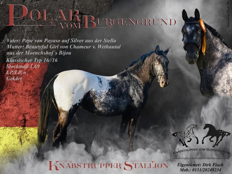 Knabstrup Stallion Leopard-Piebald in Oeversee