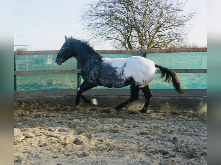 Knabstrup Stallion Leopard-Piebald in Oeversee