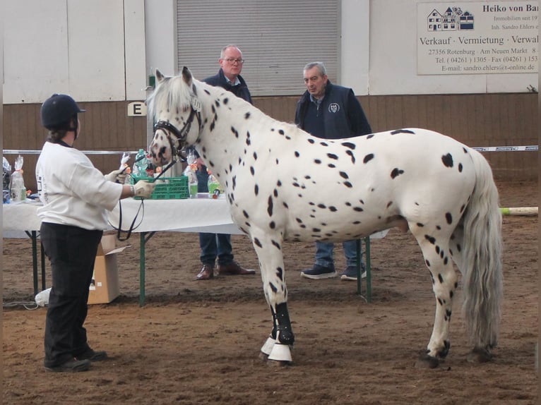 Knabstrup Stallion Leopard-Piebald in Naila