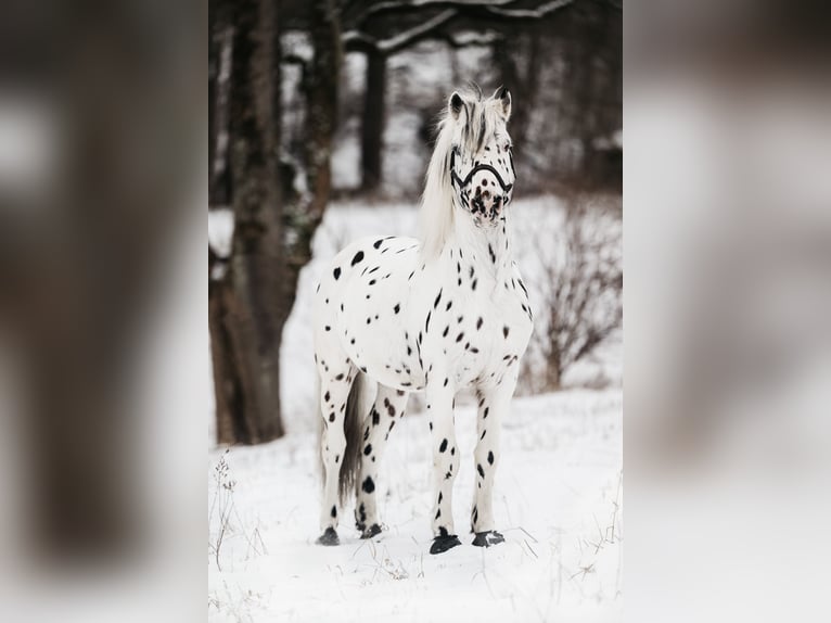 Knabstrup Stallion Leopard-Piebald in Naila