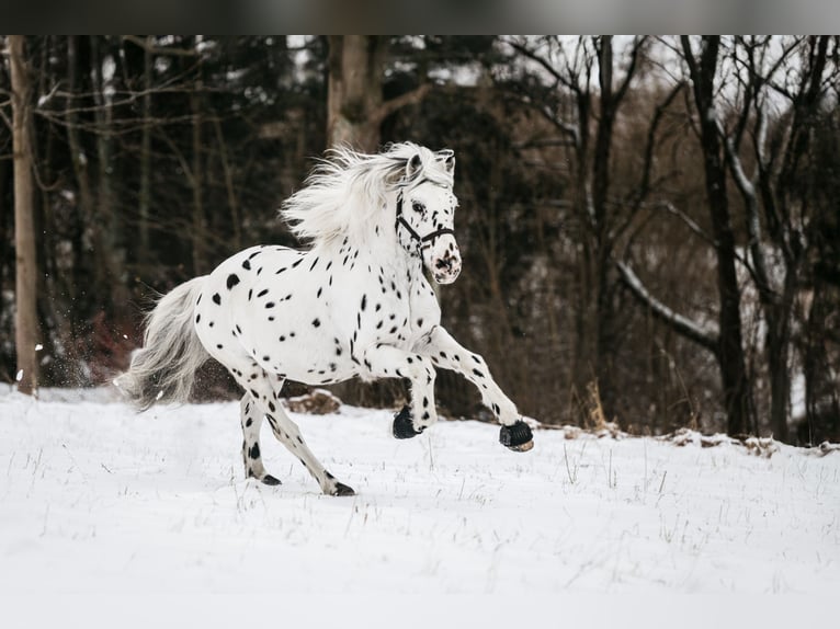 Knabstrup Stallion Leopard-Piebald in Naila
