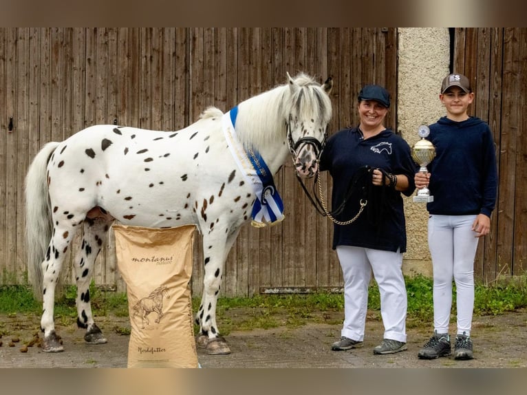 Knabstrup Stallion Leopard-Piebald in Naila