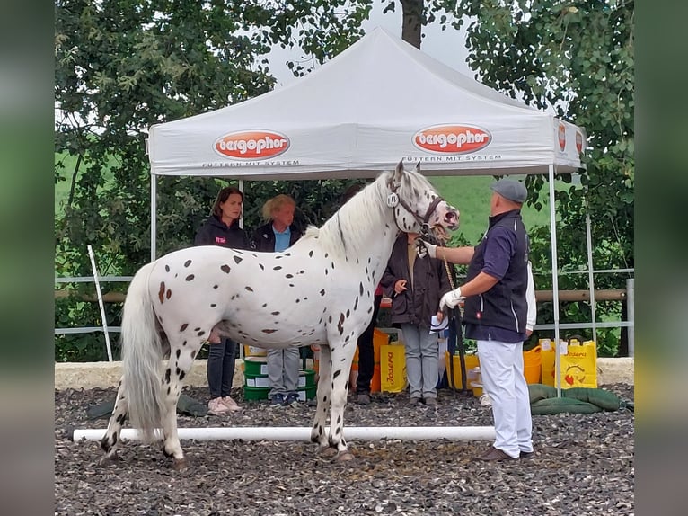 Knabstrup Stallion Leopard-Piebald in Naila