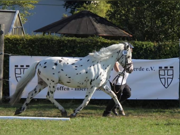 Knabstrup Stallion Leopard-Piebald in Naila