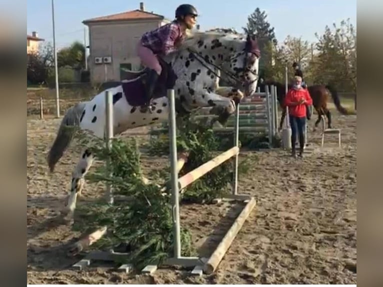 Knabstrup Wałach 10 lat 167 cm Tarantowata in Bergamo