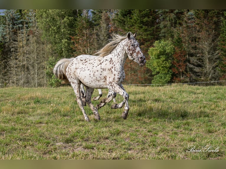 Knabstrup Wałach 11 lat 158 cm Tarantowata in Fredensborg