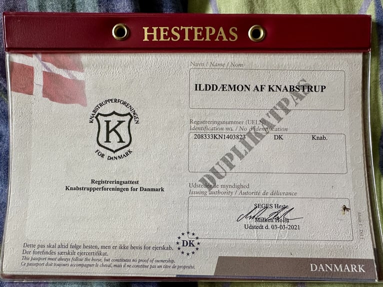 Knabstrup Wałach 12 lat 158 cm Tarantowata in Fredensborg