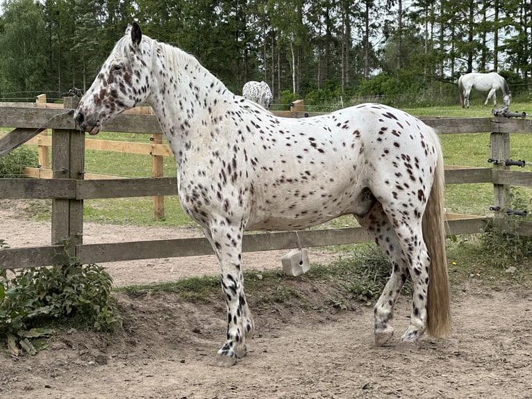Knabstrup Wałach 12 lat 160 cm Tarantowata in Fredensborg