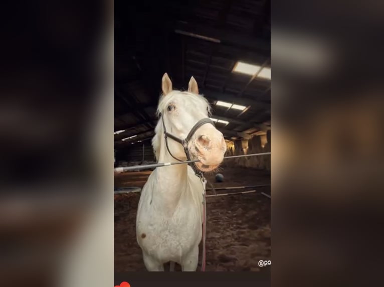 Knabstrup Wałach 14 lat 157 cm Biała in Eisenach