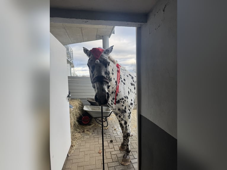 Knabstrup Wałach 14 lat 165 cm Tarantowata in Vogtsburg im Kaiserstuhl