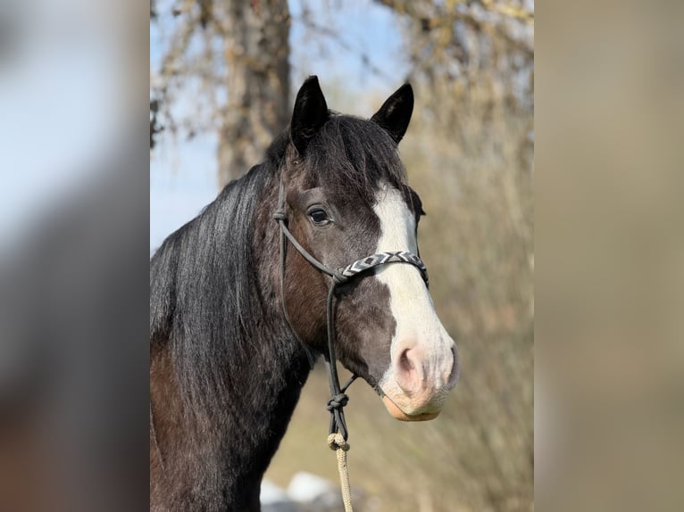 Knabstrup Mix Wałach 3 lat 145 cm Kara in Achstetten