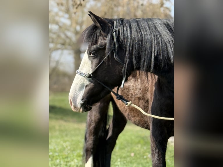 Knabstrup Mix Wałach 3 lat 145 cm Kara in Achstetten
