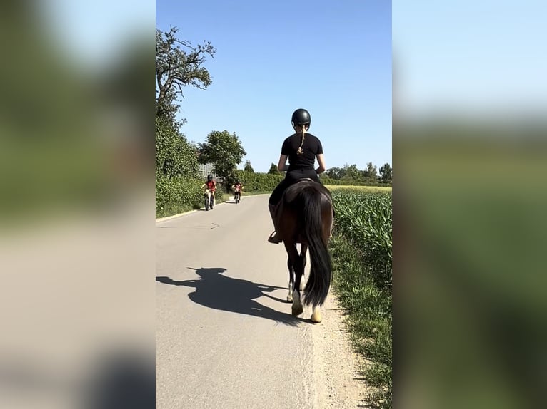 Knabstrup Mix Wałach 3 lat 145 cm Kara in Achstetten
