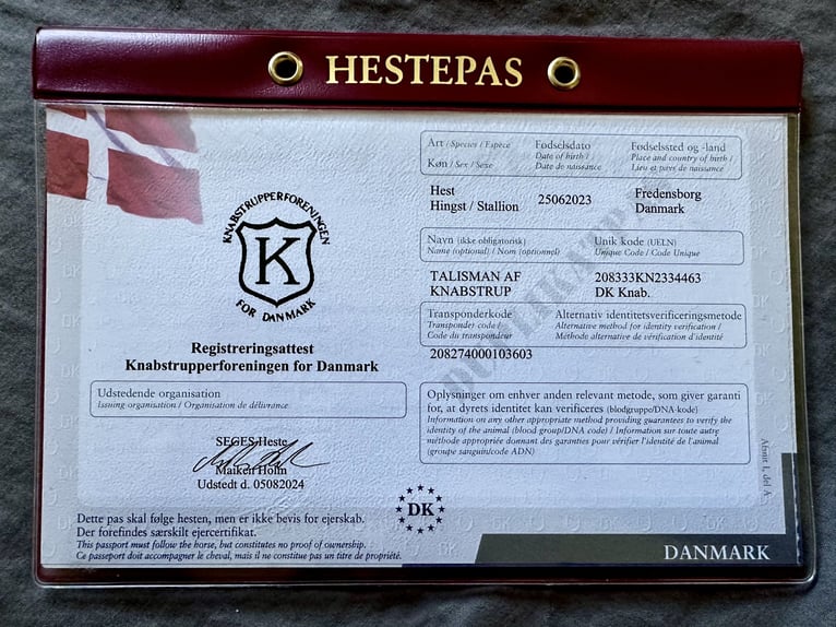 Knabstrup Wałach 3 lat 154 cm Tarantowata in Fredensborg