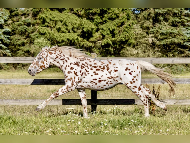 Knabstrup Wałach 3 lat 154 cm Tarantowata in Fredensborg