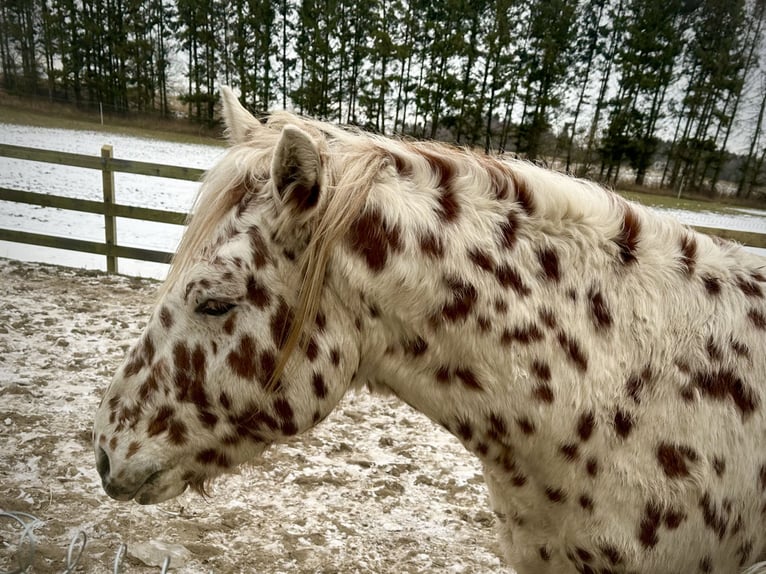 Knabstrup Wałach 3 lat 154 cm Tarantowata in Fredensborg