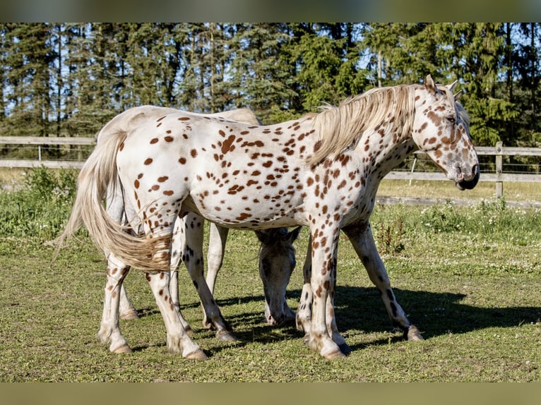 Knabstrup Wałach 3 lat 155 cm Tarantowata in Fredensborg