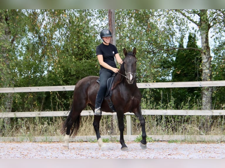 Knabstrup Wałach 4 lat 158 cm Kara in Fredensborg
