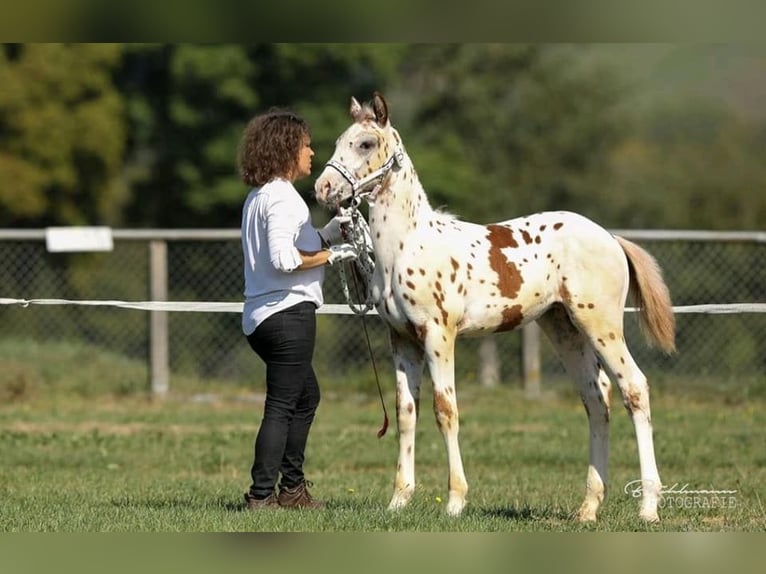Knabstrup Wałach 4 lat 164 cm Tarantowata in Weisslingen