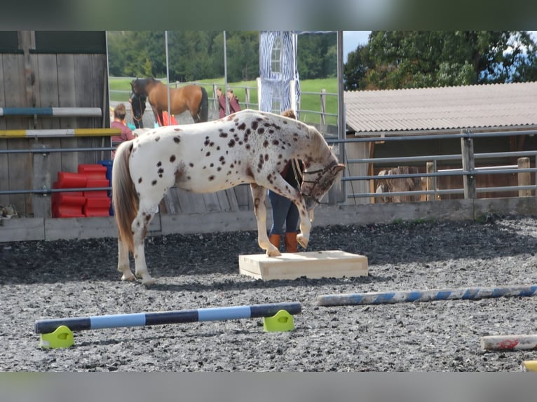 Knabstrup Wałach 4 lat 164 cm Tarantowata in Weisslingen