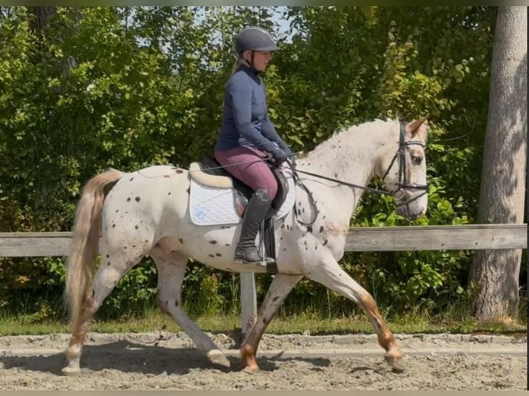 Knabstrup Wałach 5 lat 147 cm Tarantowata in S&#xFC;derl&#xFC;gum