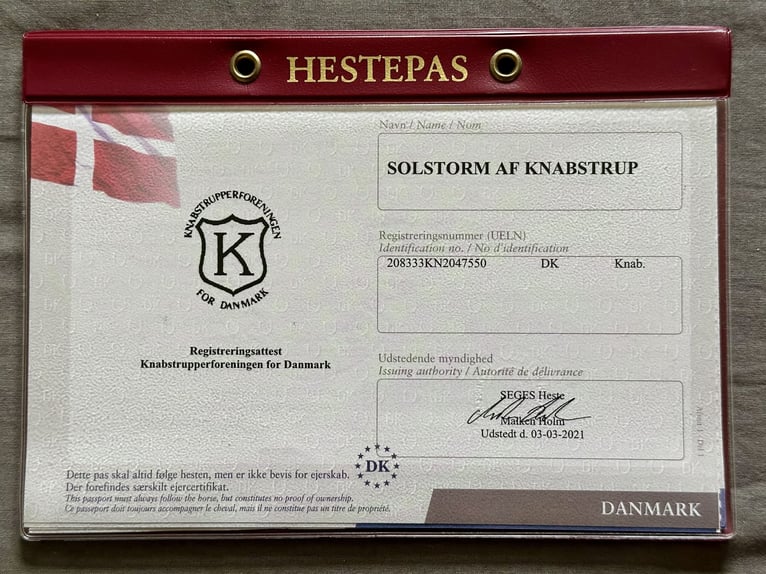 Knabstrup Wałach 5 lat 158 cm Tarantowata in Fred