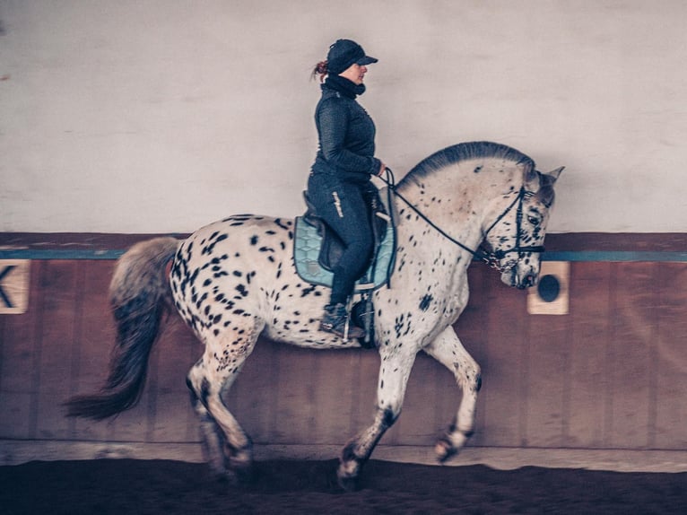 Knabstrup Mix Wałach 6 lat 155 cm Tarantowata in M&#xFC;hlacker