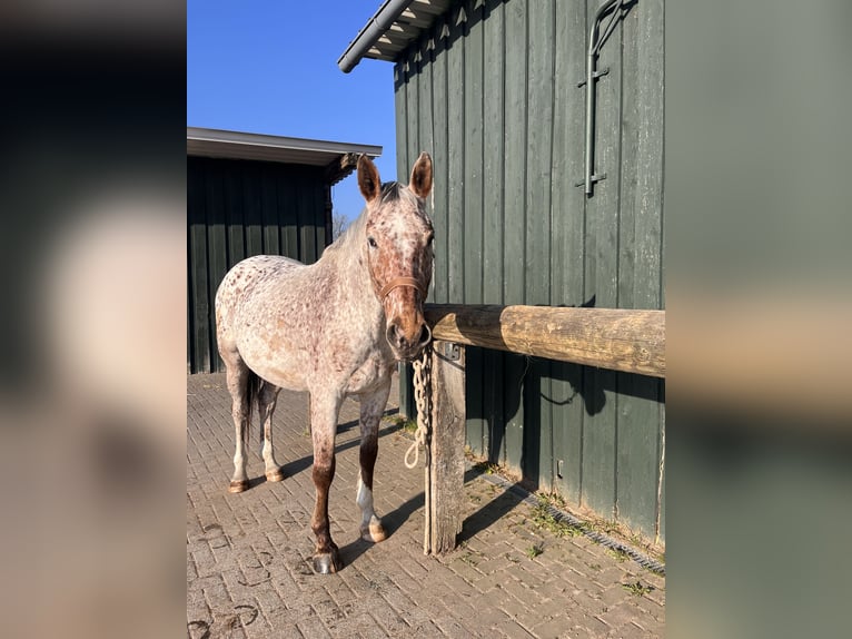 Knabstrup Wałach 6 lat 171 cm Tarantowata in Ruppichteroth