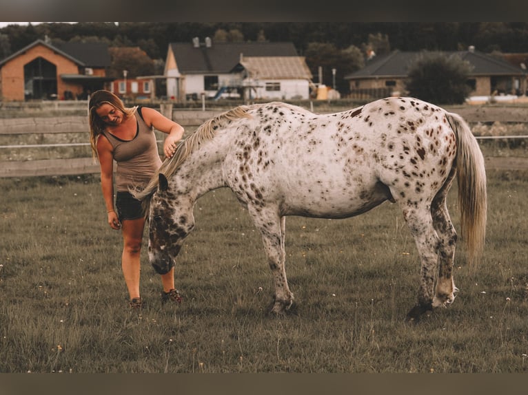 Knabstrup Wałach 10 lat 150 cm Tarantowata in Kukuk