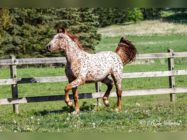 Knabstrup Wałach 5 lat 158 cm Tarantowata in Fredensborg