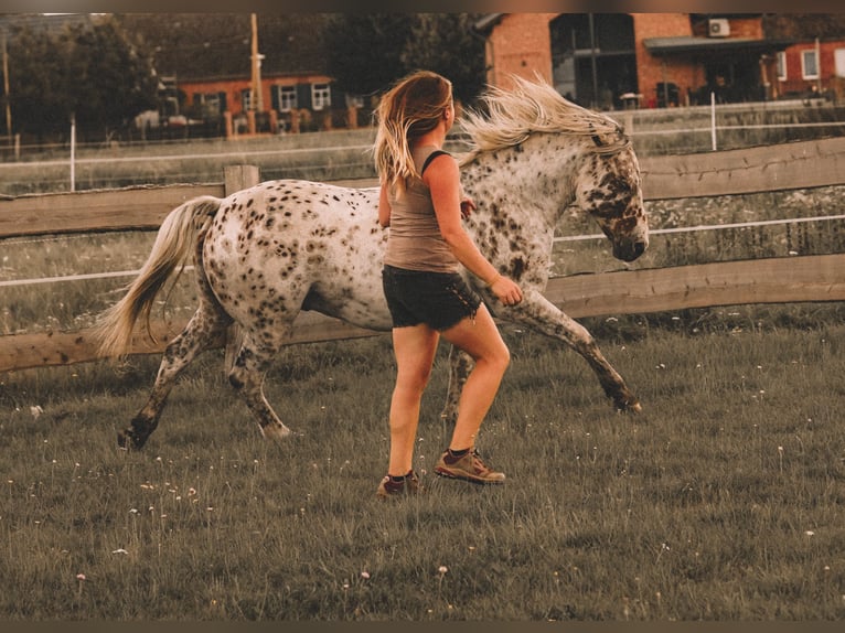 Knabstrupper Caballo castrado 10 años 150 cm Atigrado/Moteado in Kukuk