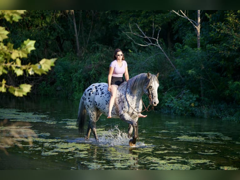 Knabstrupper Caballo castrado 10 años 163 cm in Waco, TX
