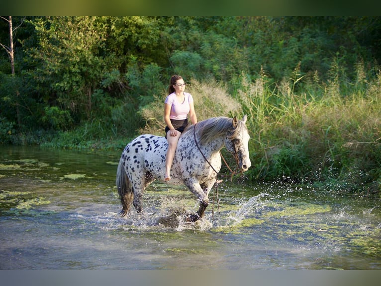 Knabstrupper Caballo castrado 10 años 163 cm in Waco, TX