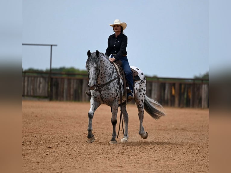 Knabstrupper Caballo castrado 10 años 163 cm in Waco, TX