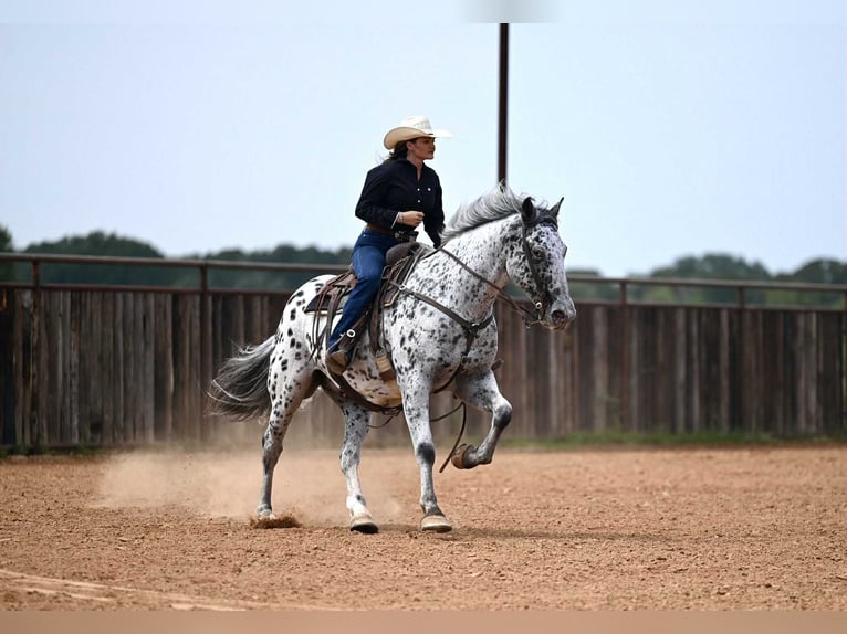 Knabstrupper Caballo castrado 10 años 163 cm in Waco, TX