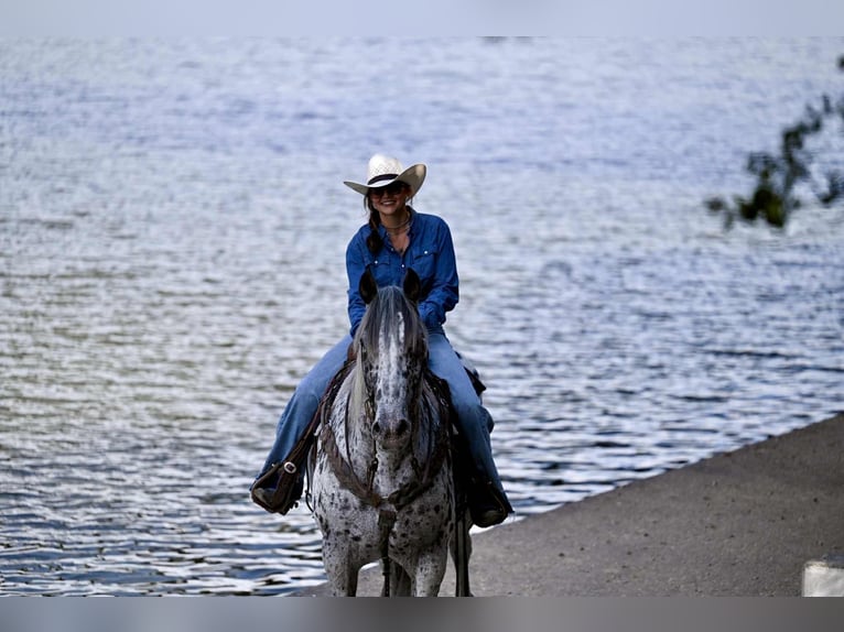 Knabstrupper Caballo castrado 10 años 163 cm in Waco, TX