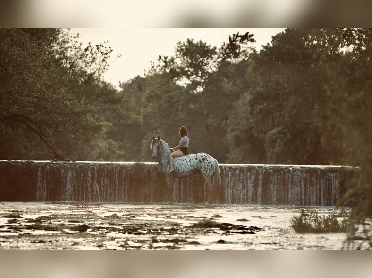 Knabstrupper Caballo castrado 10 años 163 cm in Waco, TX