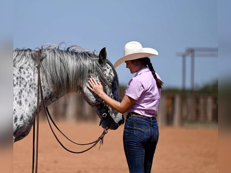 Knabstrupper Caballo castrado 10 años 163 cm in Waco, TX