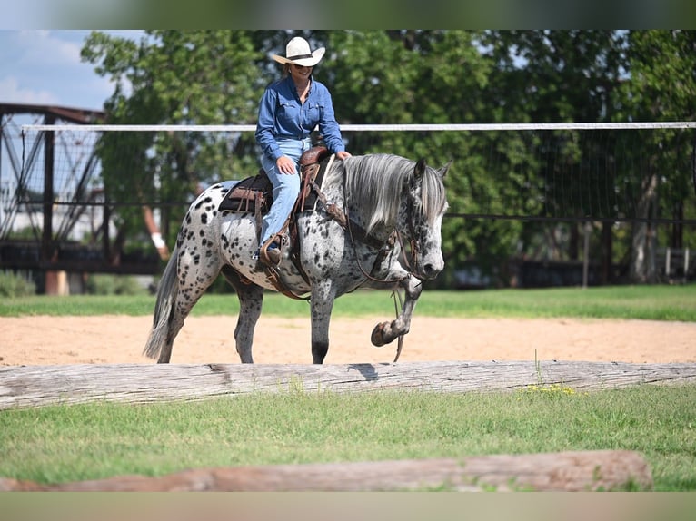 Knabstrupper Caballo castrado 10 años 163 cm in Waco, TX