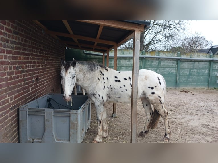 Knabstrupper Mestizo Caballo castrado 11 años 144 cm Overo-todas las-capas in Waldfeucht